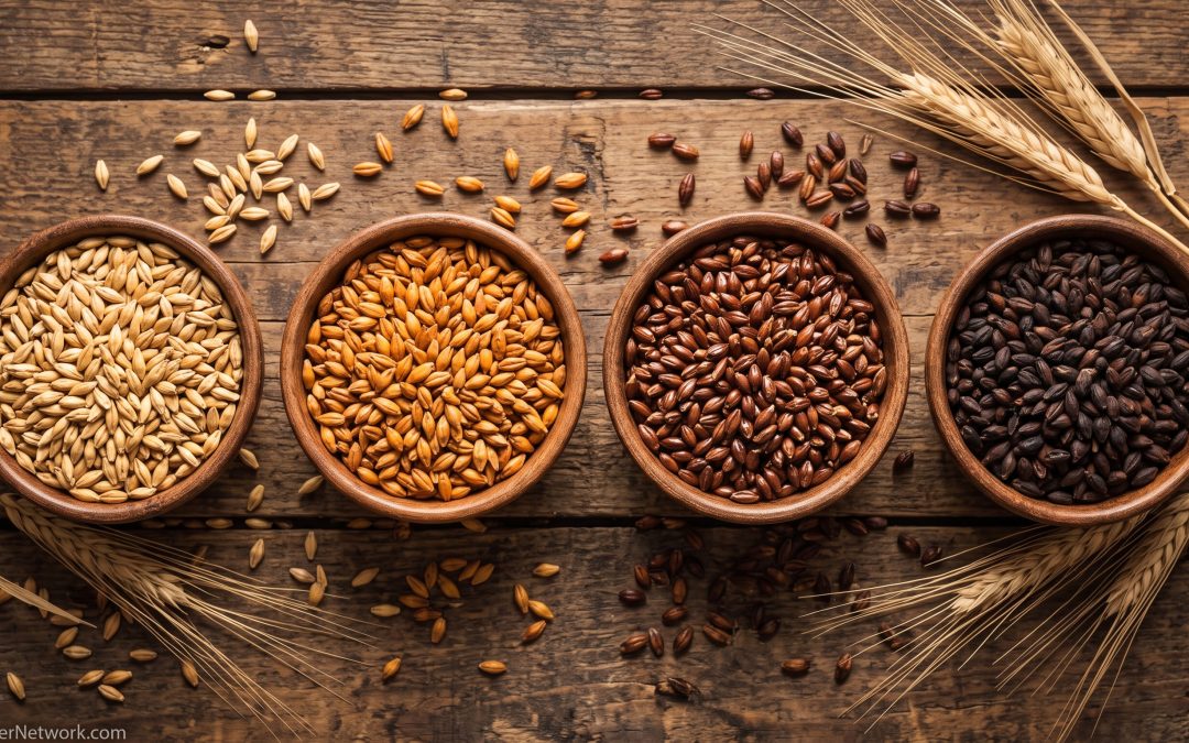 Malt 101: How Barley Becomes the Soul of Your Beer